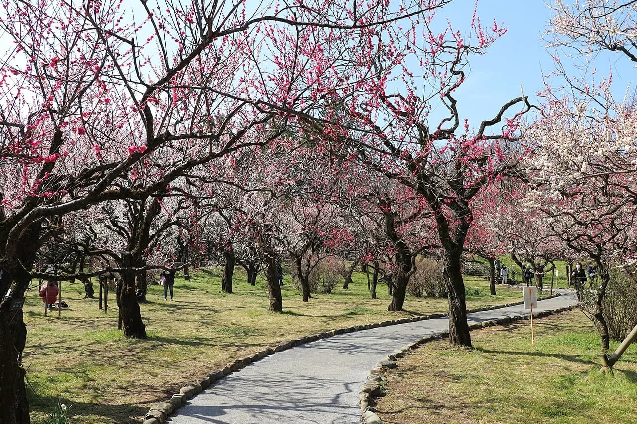 Seasonal plum blossoms in Jindai Botanical Gardens