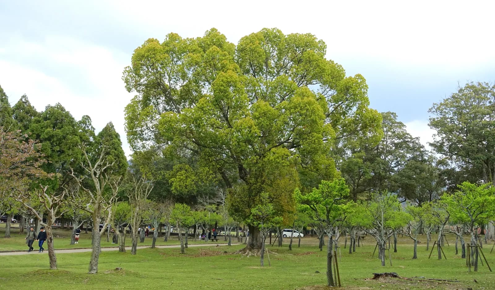 Deer among trees on the lawns of Nara Park
