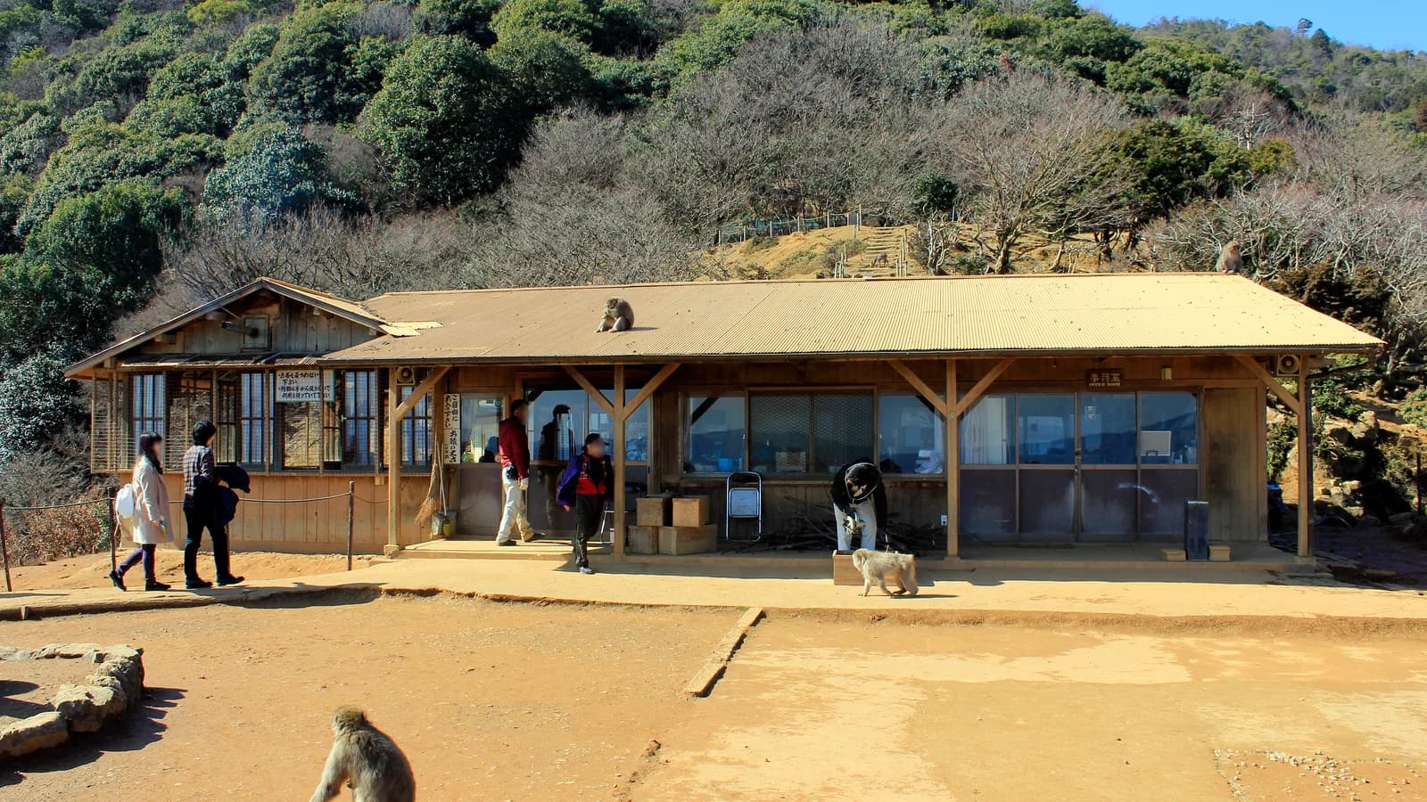 Monkeys beside the hillside rest area at Iwatayama Monkey Park