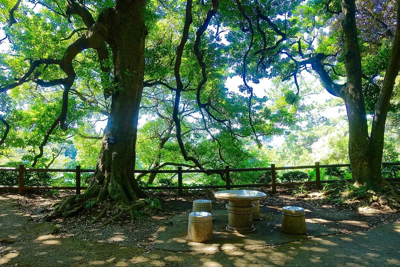 Trees and paths in Kitanomaru Park