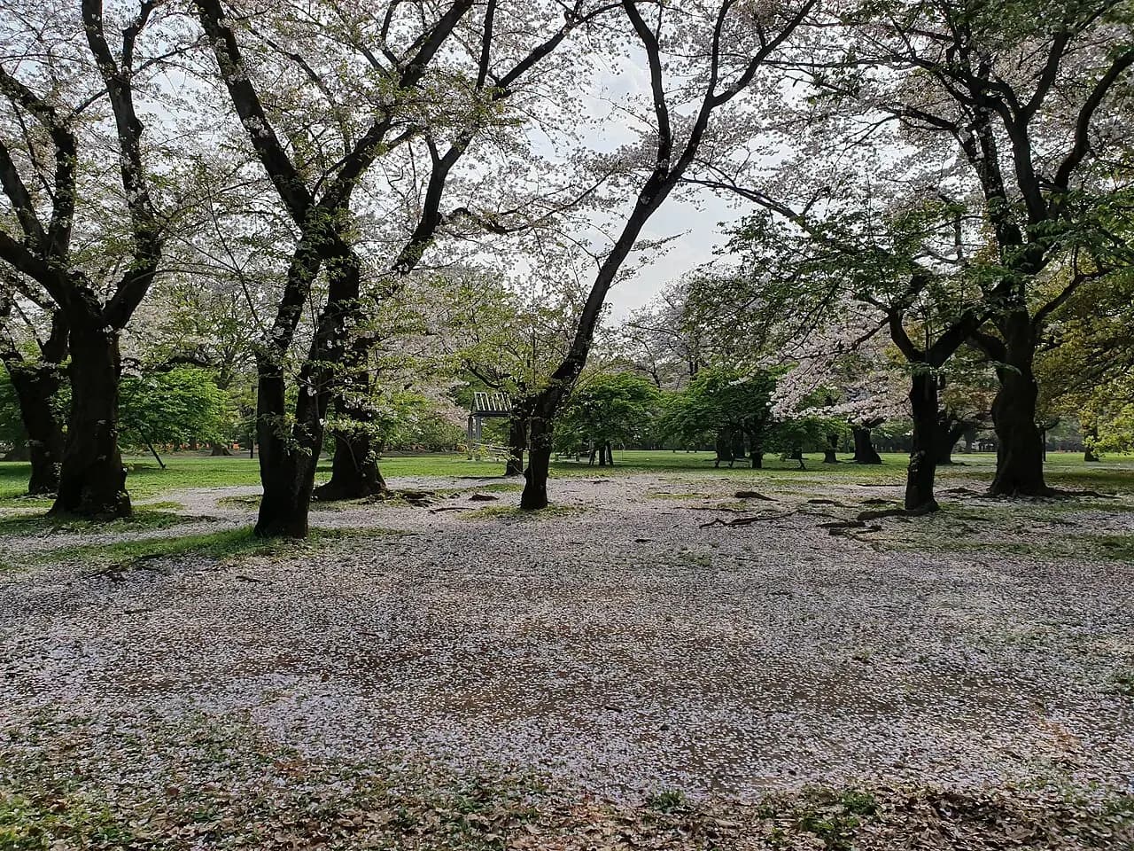 Trees and walking paths in Yoyogi Park